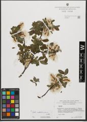 Foto von Salix waldsteiniana Willd.